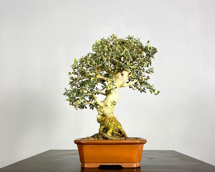 Bonsai de Oliveira 

- Espécie: Olea europaea 'sylvestris'
- Tamanho:
