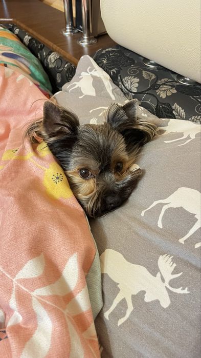 В’язка Йорк  запрошує