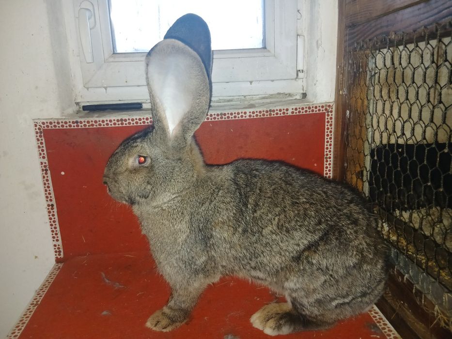 Кролі фландр різен