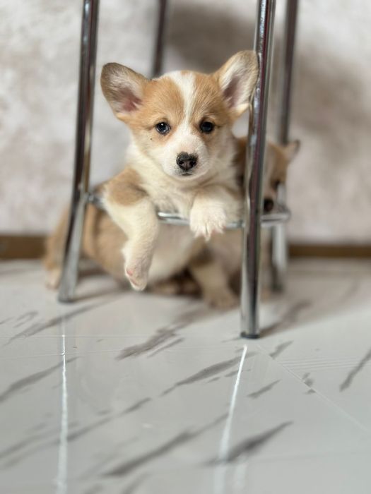 Корги Коргі: Ваша мрія на коротких лапках