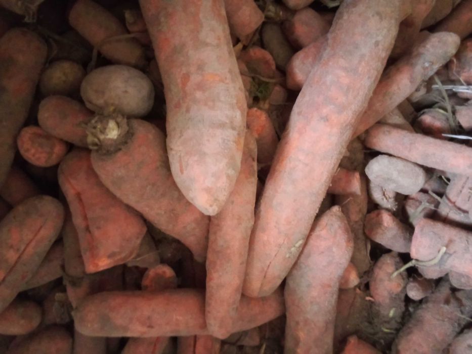 Witam sprzedam rzepę marchew i buraki czerwone