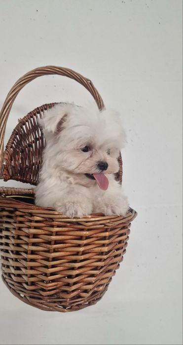 Excelente mini mini Bichon Maltes de Qualidade
