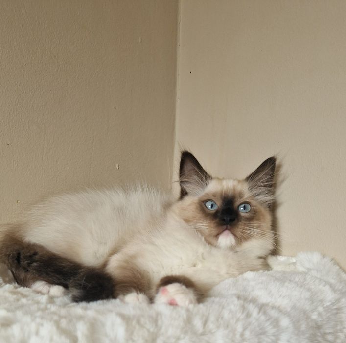 Śliczny kocurek ragdoll