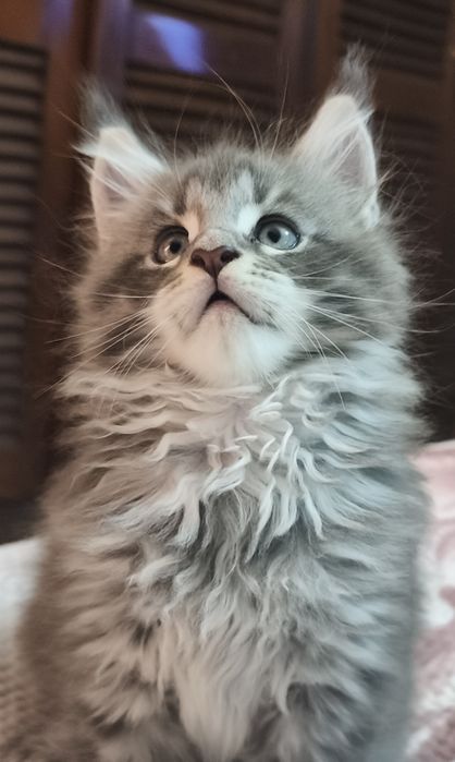MAINE COON  o gigante gentil entrego com Lop