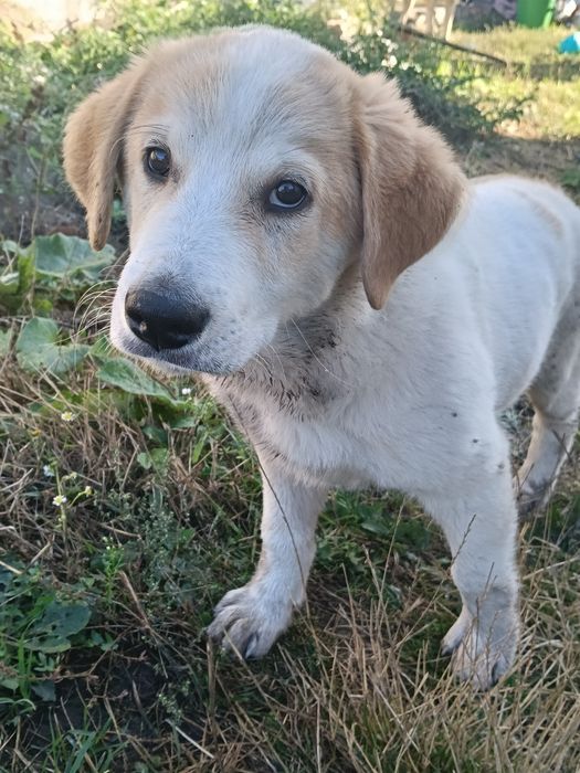цуценя хлопчик 4-5 місяців