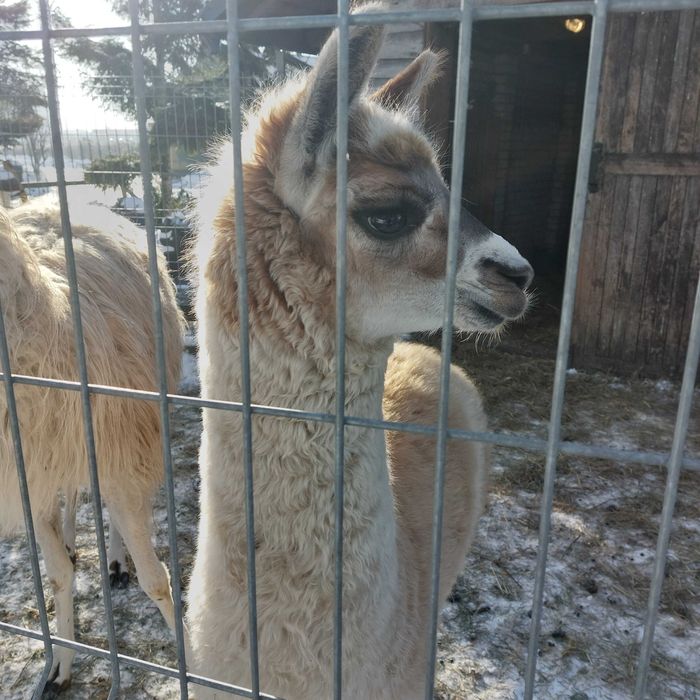 Lama młoda do sprzedaży