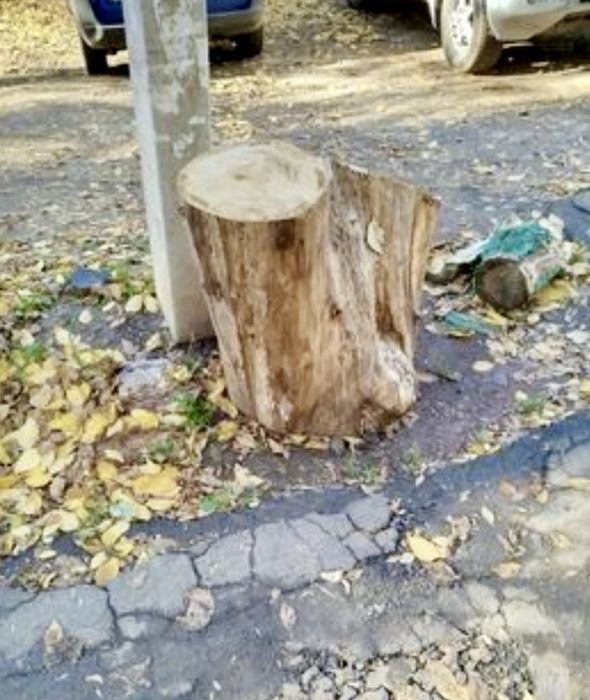 Спиляні дерева на дрова