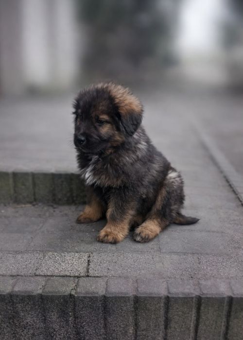 Piesek Mastif Tybetański x Owczarek Kaukaski