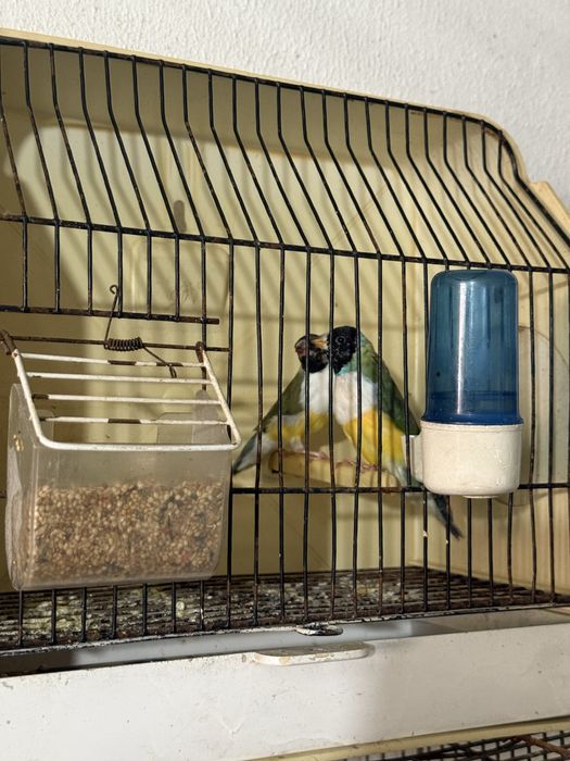 Exoticos disponiveis