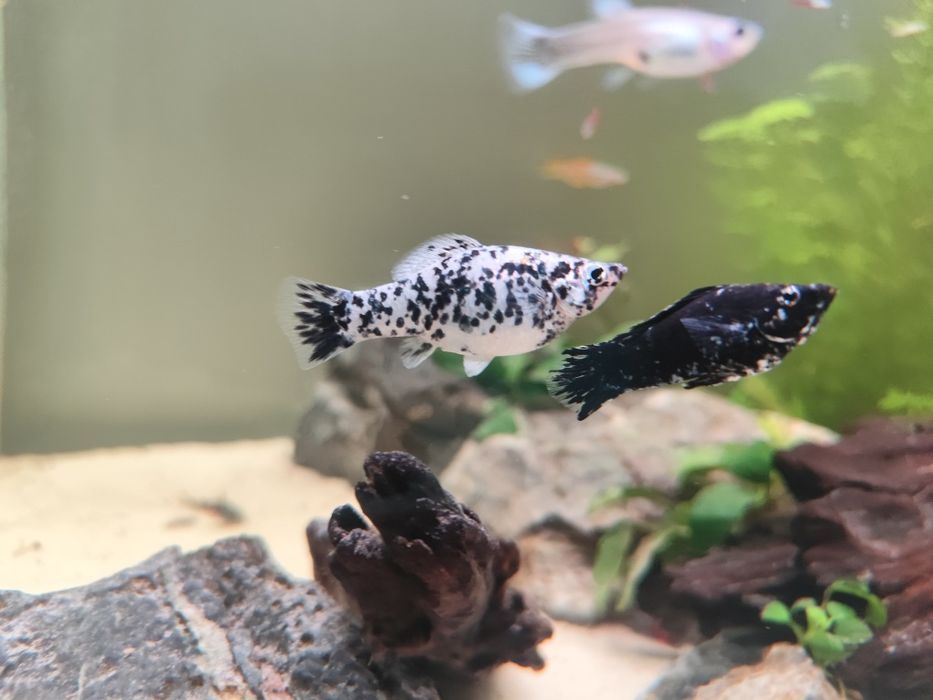 Mollys, Guppys e Platys Juvenis