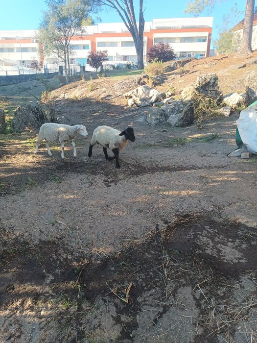 Machos para venda