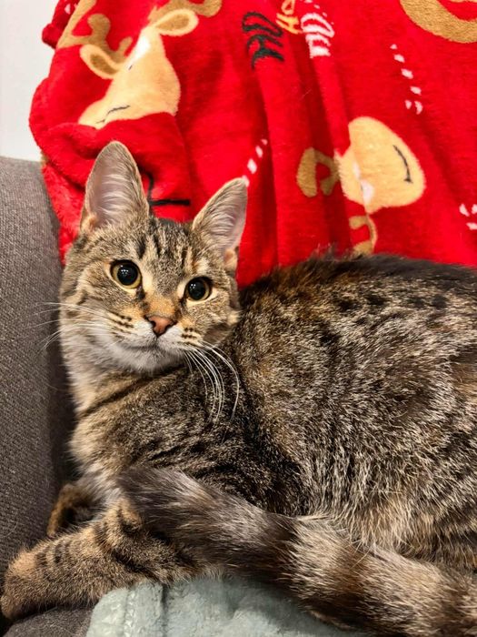 Buraska Rysia szuka rodziny