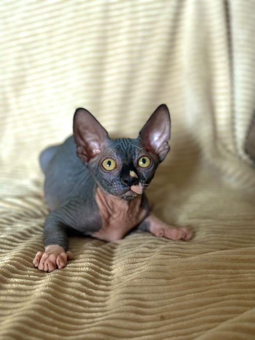 Gato sphynx com 2 meses