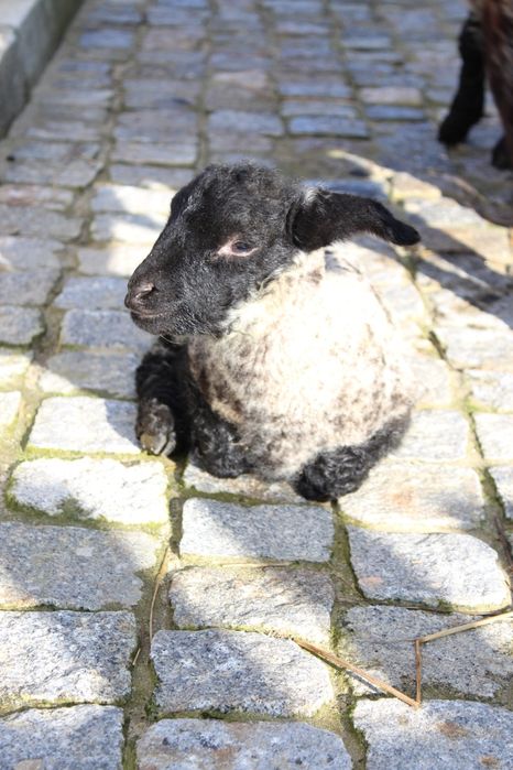 Ovelha sulfok com 3 crias