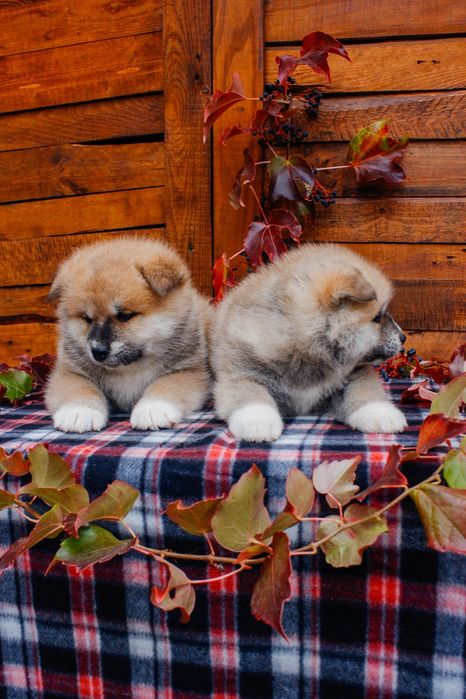 Цуценята акіта іну,  японська акіта