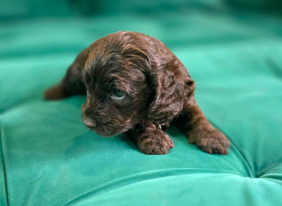 Czekoladowy piesek cockapoo