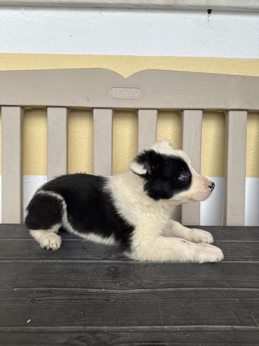 Border Collie Femea Linda Preta e Branco