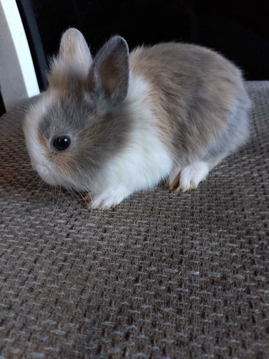 Króliczki miniaturki