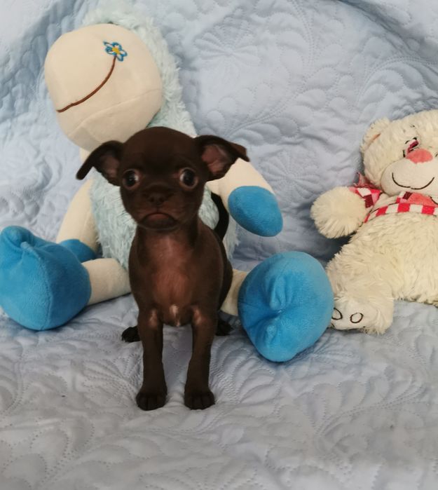 Suczka Chihuahua