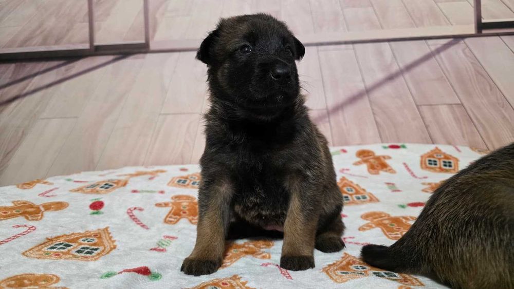 Owczarek Belgijski Malinois ZKwP