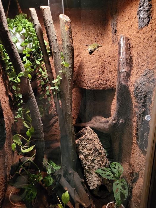 Terrarium z jaszczurką bezobsługowe