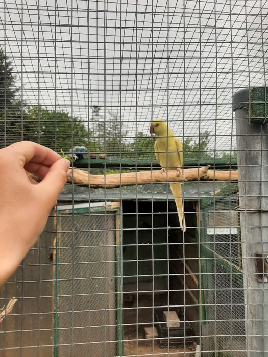 Aleksandretta obrożna osowjona