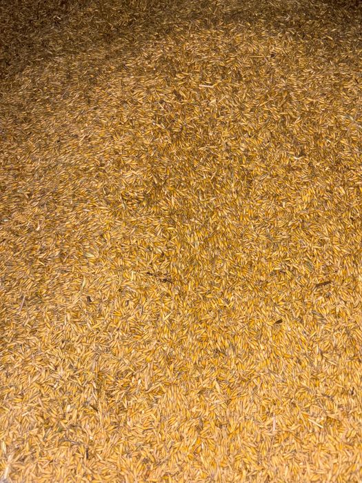 Owies z tegorocznych zbiorów