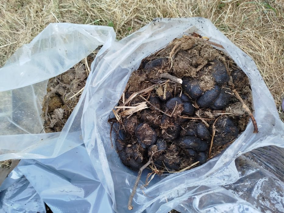 Nawóz koński świeży worki 120 l