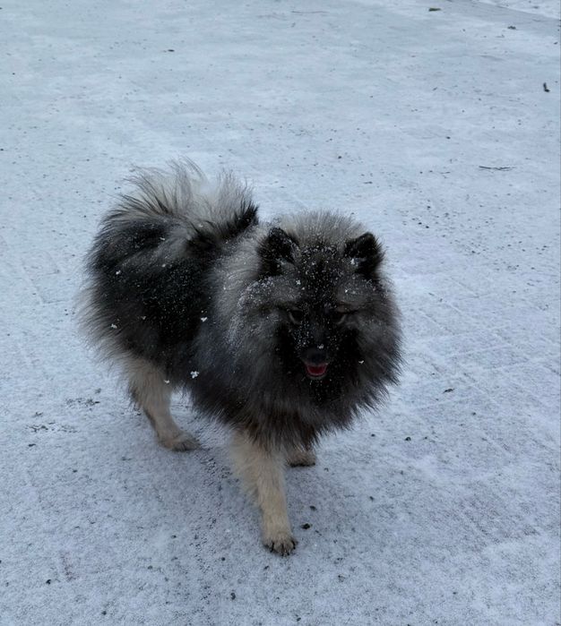 Дівчинка вольфшпіц