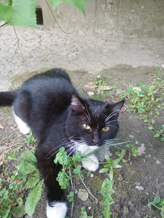 Віддам молоду кішку