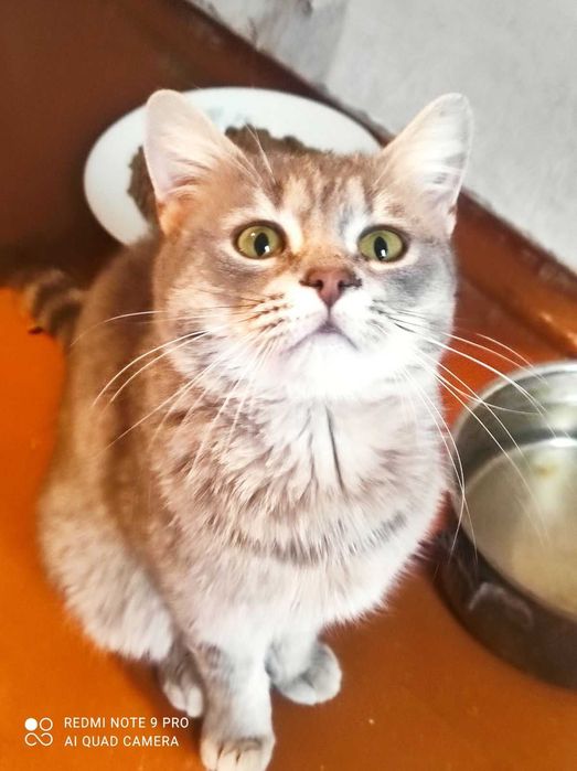 Молоденькая кошечка стерилизованная очень ласковая шикарная окраска