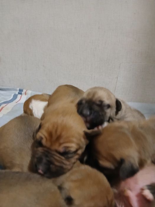 Бронь Американський Пітбуль