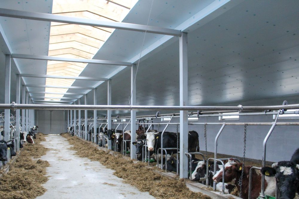 Izolacja Termiczna Ocieplenie do Obory Kurnika Hali Styrodur XPS AGRO