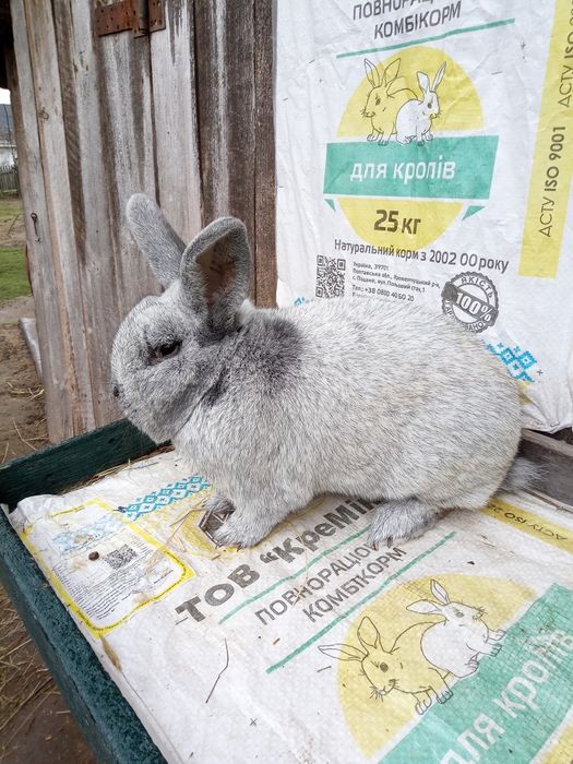 Європейське срібло