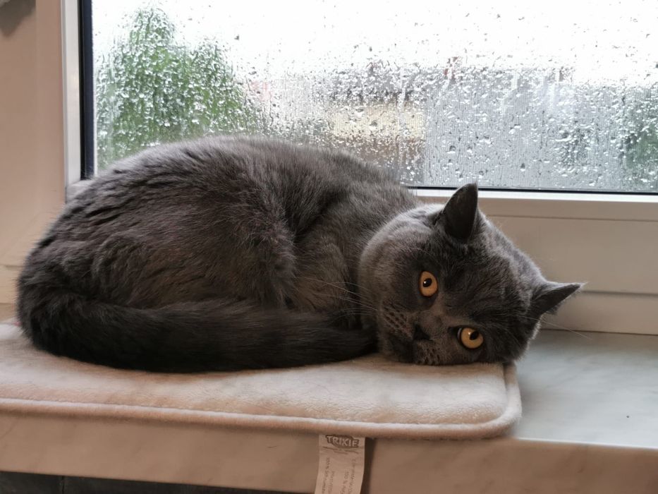 Oddam kotkę brytyjską PILNE