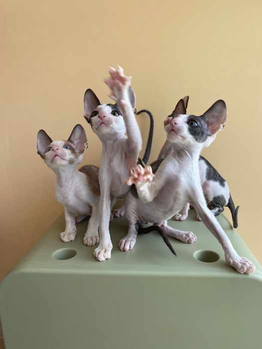 Корніш Рекси кошенята