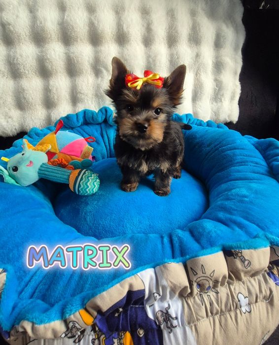 Yorkshire terrier Piesek JUŻ DO ODBIORU