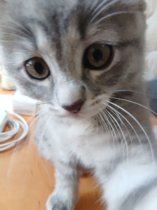 жывотные котёнок