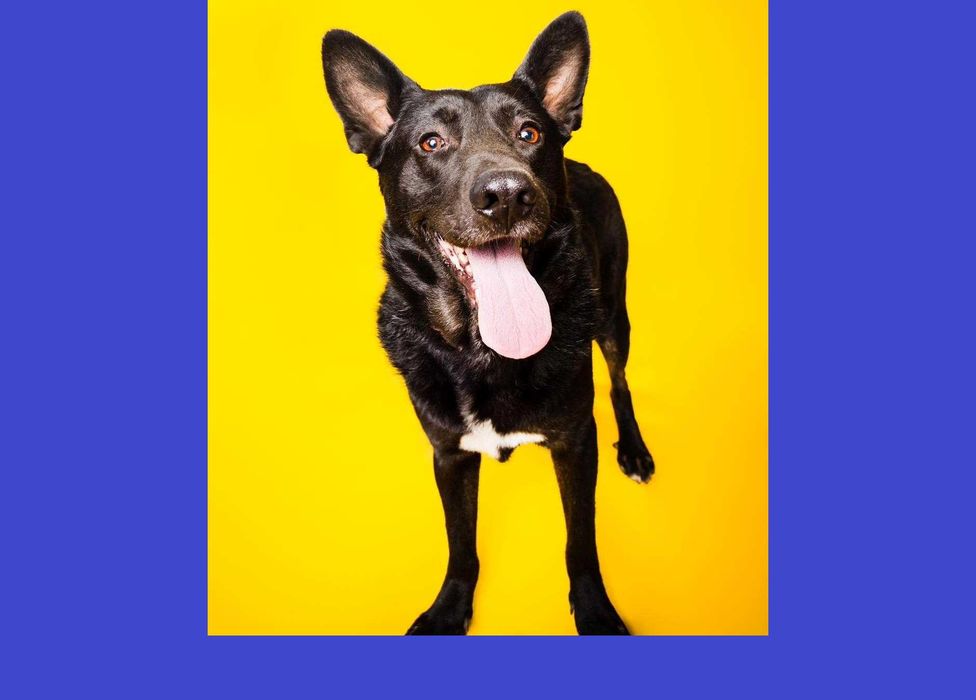 Cola - psiak radosny i energiczny