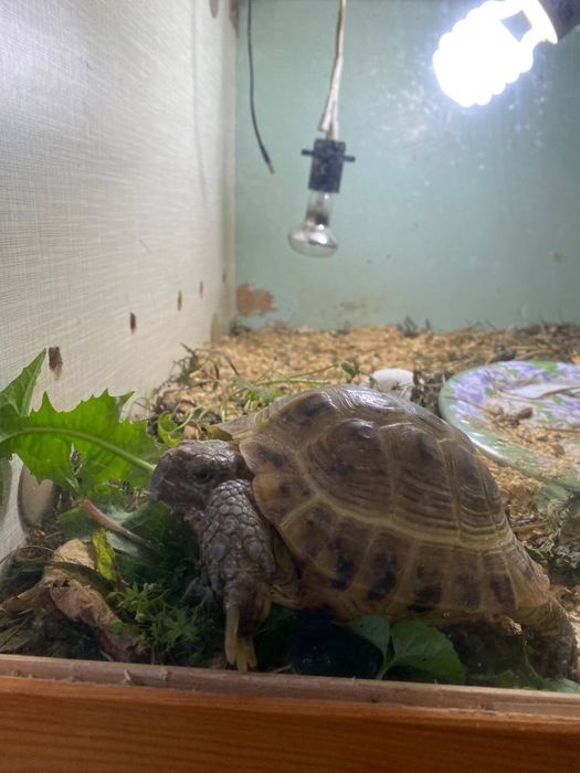 Терариум с чеpenaxoй