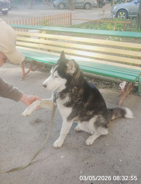 Кобель породы Хаски