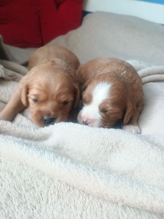 Cavalier King Charles Spaniel, cavapoo F1b