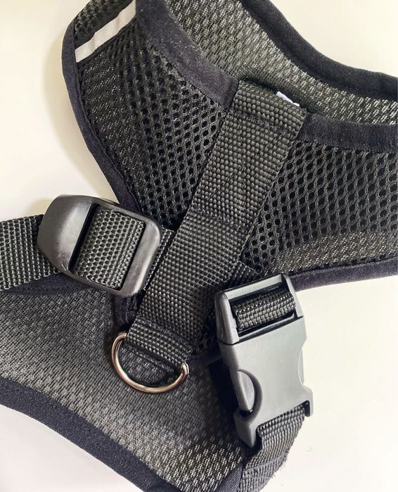 Шлея на собаку кота