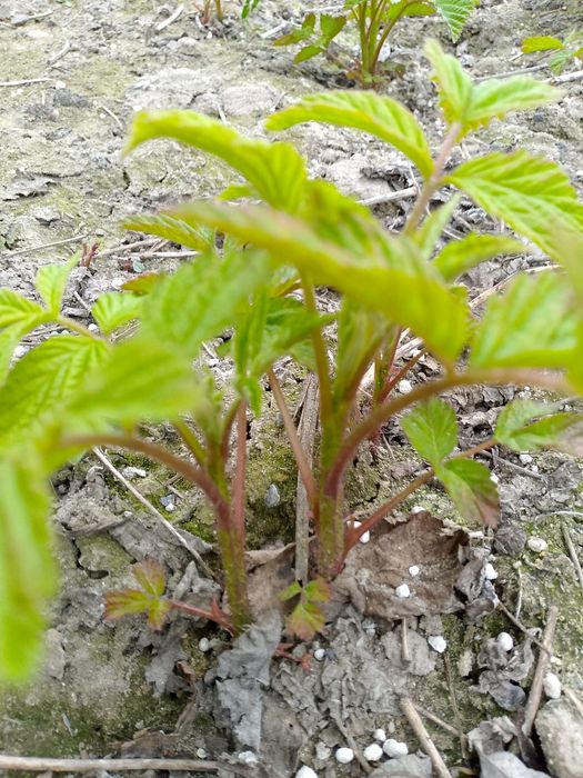 Witam sprzedam sadzonki maliny polonez