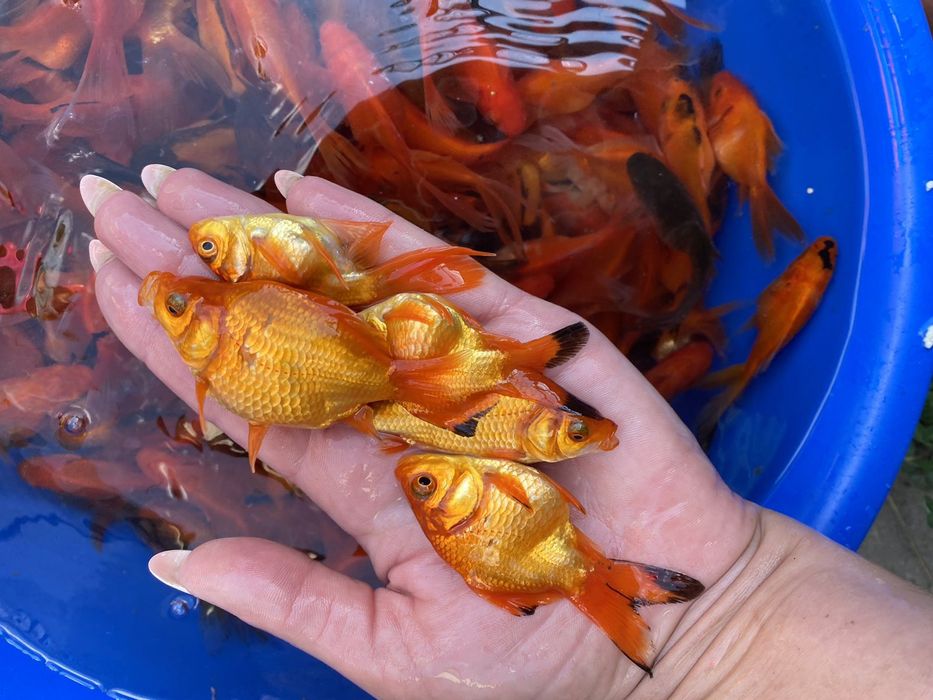 Карась комета кої