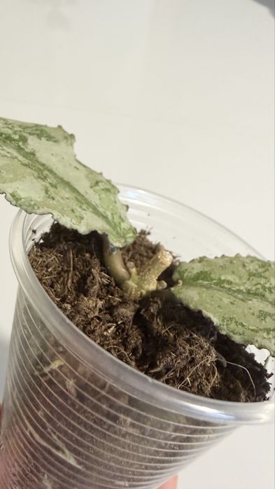 Хойя Hoya Undulata Silver