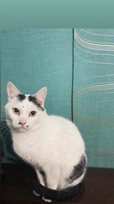 Отдам черно-белого кота, 3 года, кастрирован