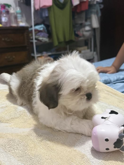 Shih tzu puro macho
