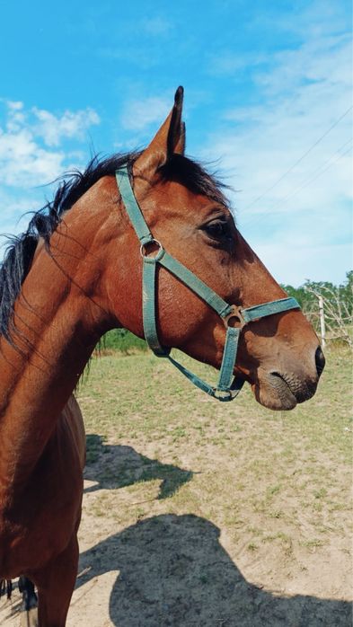 Кінь кобила в розведення, конкур