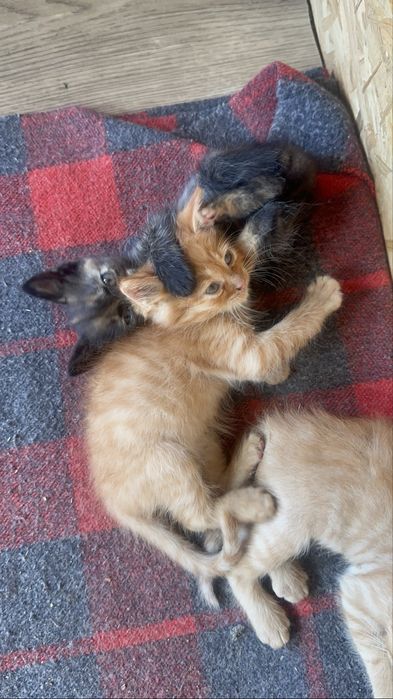 Отдадим котят в добрые руки.